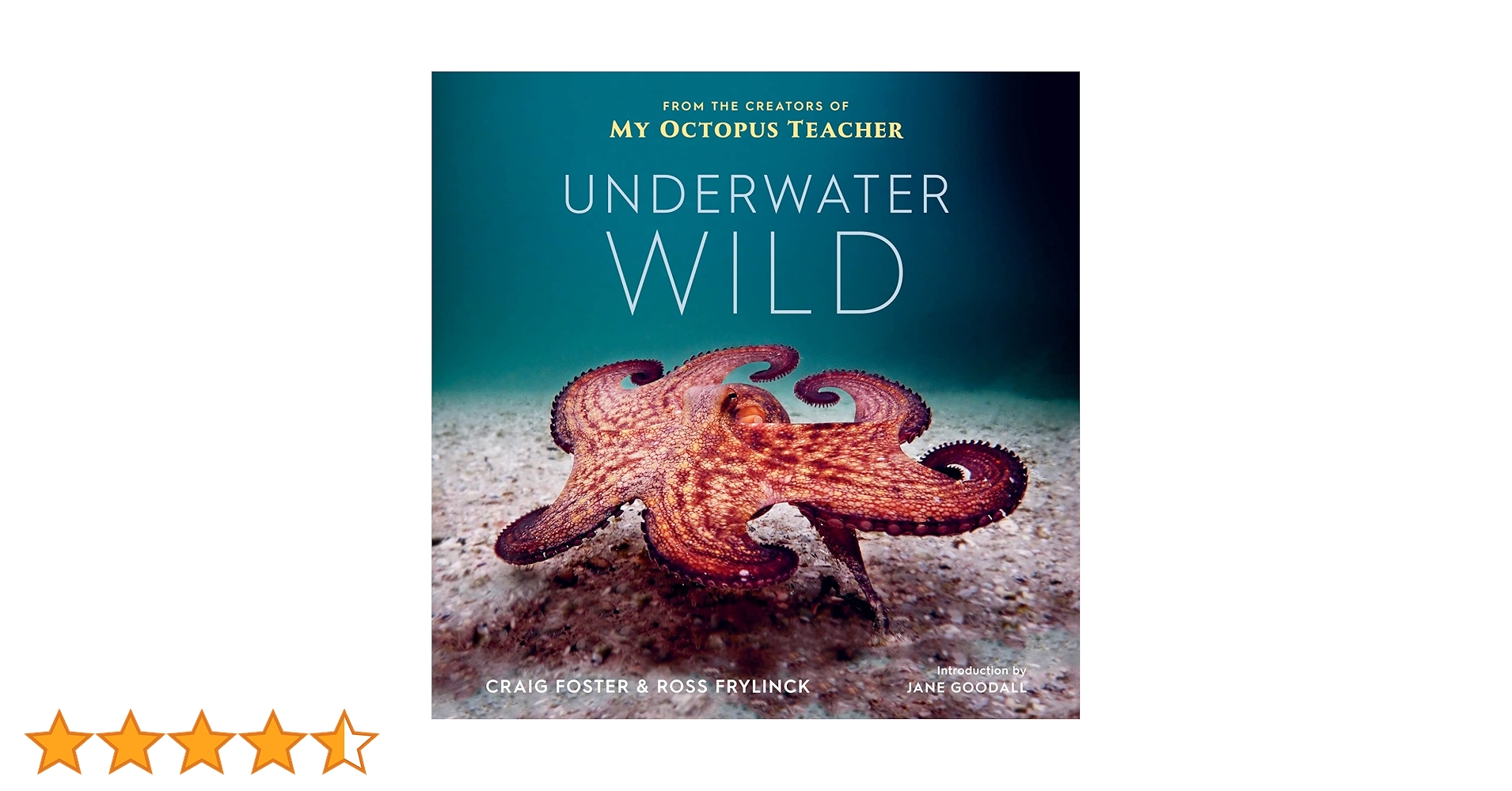 Tara Books   “The Undecided Octopus ” The Undecided Octopus - Tara Books